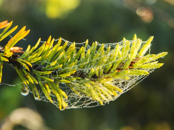 Pine branch — Stock Photo, Image