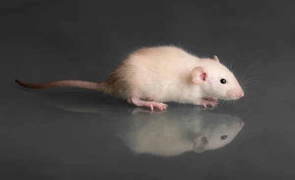 Baby-Ratte auf Glas — Stockfoto