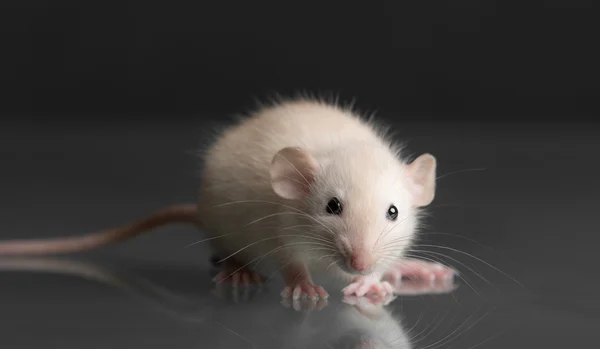 Baby rat close-up — Stockfoto