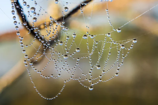 Spider web zbliżenie — Zdjęcie stockowe