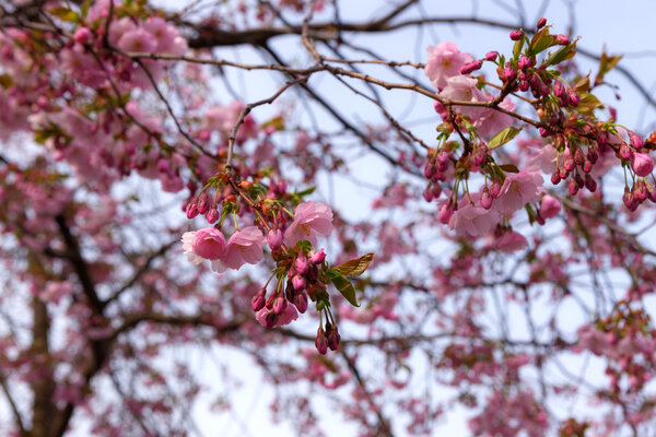 branches of pink cherry