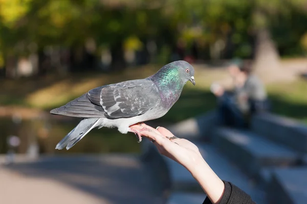 Trustful pigeon — Zdjęcie stockowe