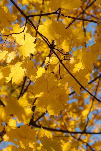 Złotej jesieni — Zdjęcie stockowe