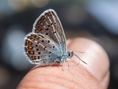 Kelebek yakın çekim