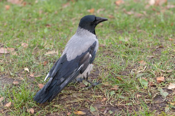 在草地上的乌鸦 — 图库照片