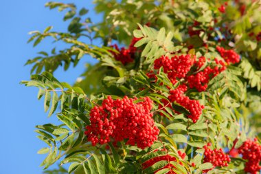 Kırmızı olgunlaşmış üvez meyveleri