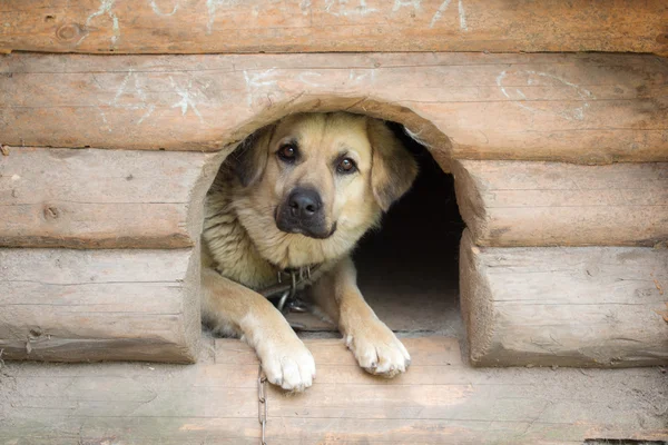 木製の犬小屋で犬 — ストック写真