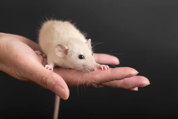Retrato de rato bebé — Fotografia de Stock