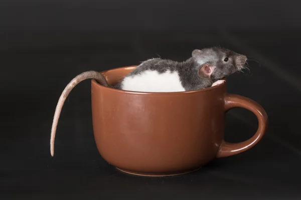 Baby rat — Stock Photo, Image