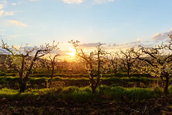 Bloeiende tuin — Stockfoto