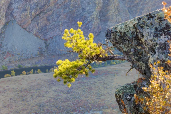 Pine on a rock — Stock Photo, Image