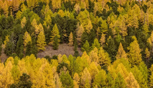 Forêt de conifères — Photo