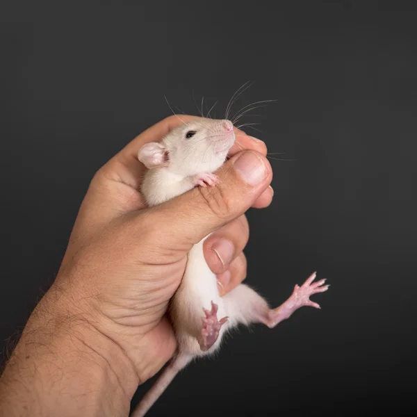 Rato bebé na mão — Fotografia de Stock