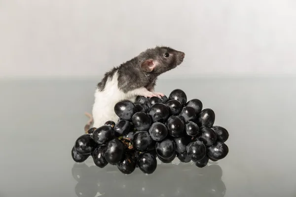 Rato e uvas — Fotografia de Stock
