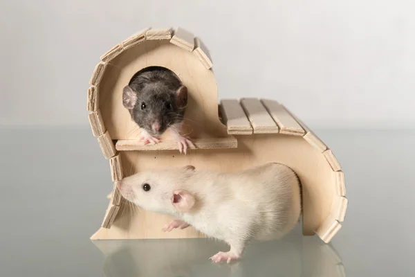 Bébés rats dans une maison en bois — Photo