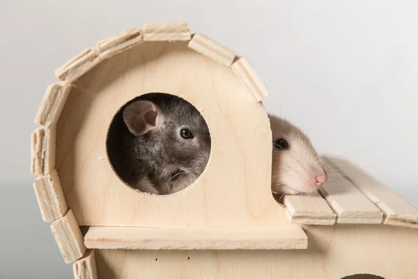 Twee baby ratten — Stockfoto
