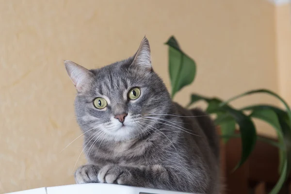 Gato doméstico de cerca —  Fotos de Stock