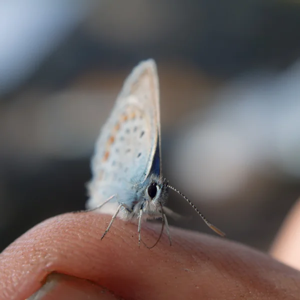 Mariposa retrato — Foto de Stock