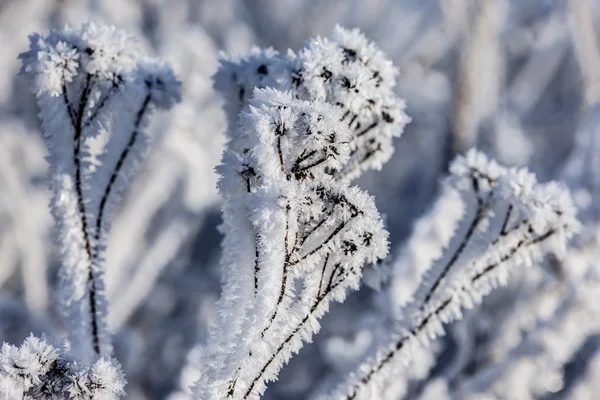 겨울 추상화 — 스톡 사진