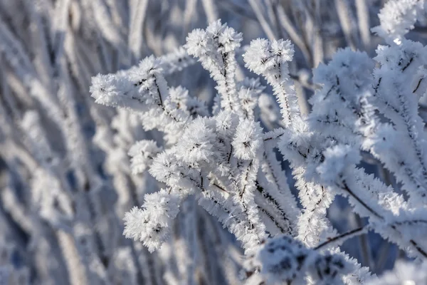 Inverno frio closeup — Fotografia de Stock