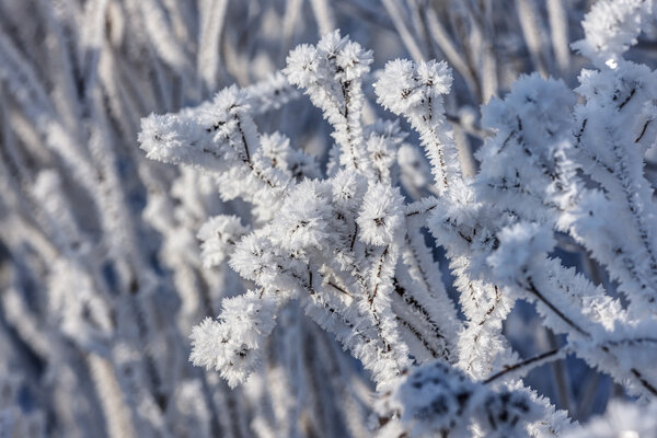 cold winter closeup