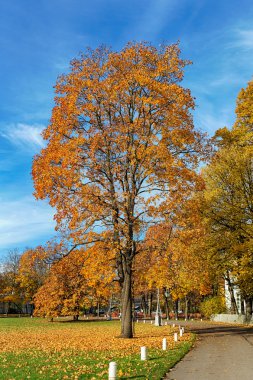 güneşli bir sonbahar manzarası