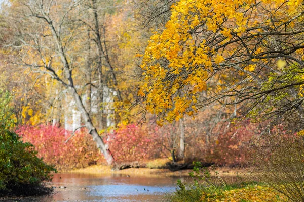 Herfst in het park — Stockfoto