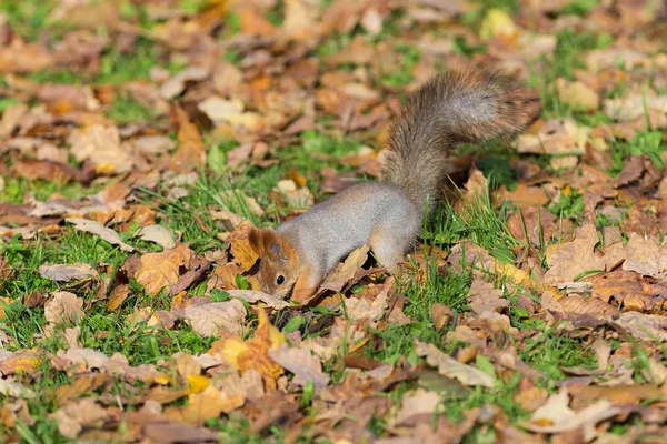 Squirrel food hiding in the grass — Stock Photo, Image