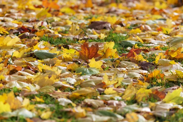 Sfondo autunno — Foto Stock