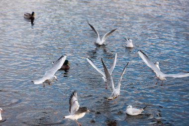 martı ve göldeki ördekler
