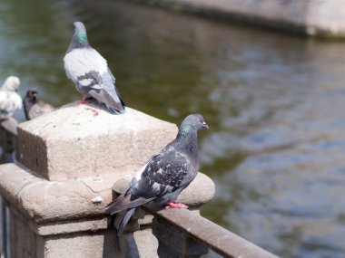 Çitteki güvercinler