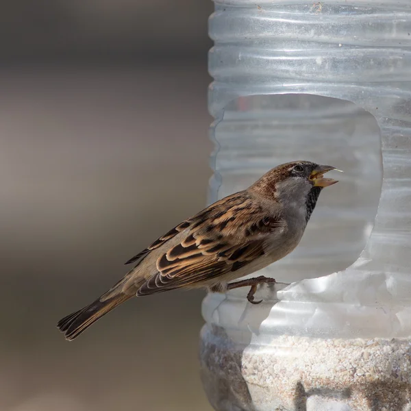 Sparrow closeup — Stock Photo, Image