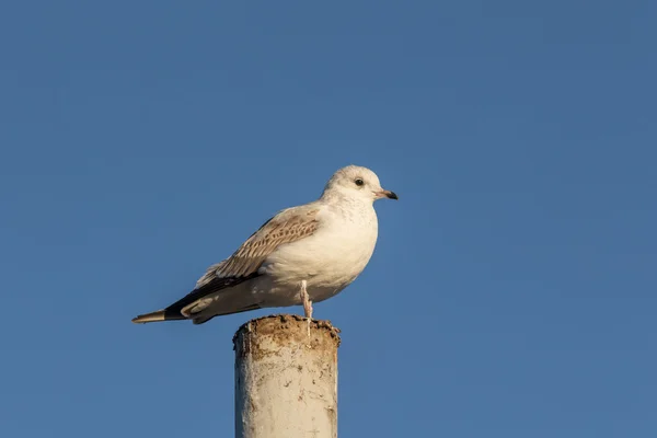 Möwe sitzt auf einer Stange — Stockfoto