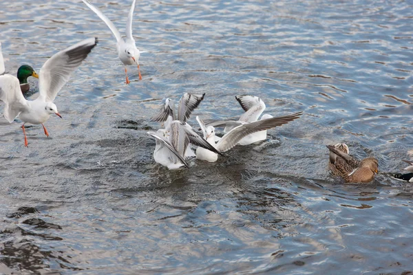 Vida de aves — Foto de Stock