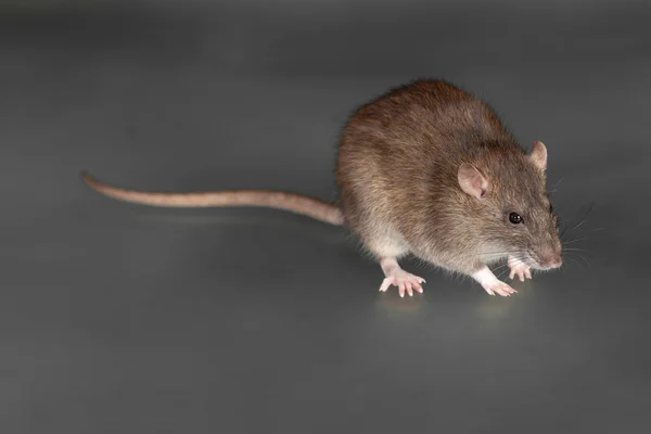 Brown domestic rat closeup — Stock Photo, Image