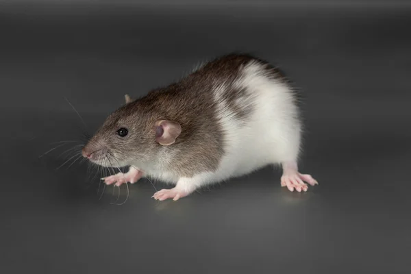 Inhemska råtta på nära håll — Stockfoto