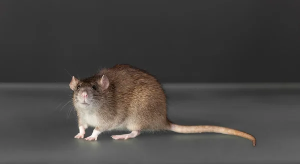 Retrato de una rata doméstica marrón —  Fotos de Stock