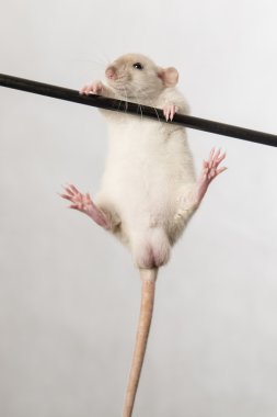 Dikey bir çubuk üzerinde