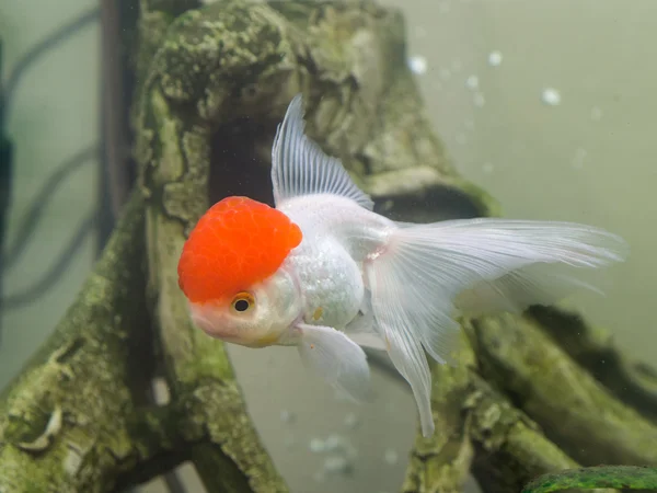 金魚水族館のクローズ アップで — ストック写真