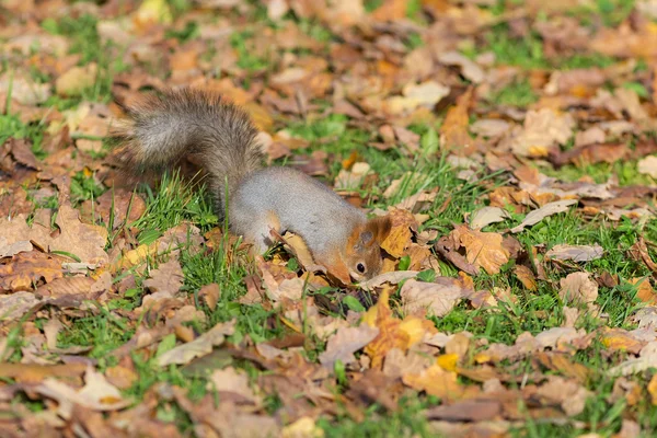 Squirrel on grass — Stock Photo, Image