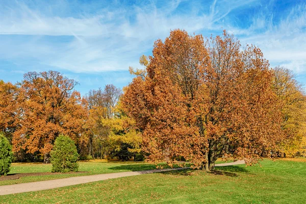 秋の木々 と晴れた風景 — ストック写真