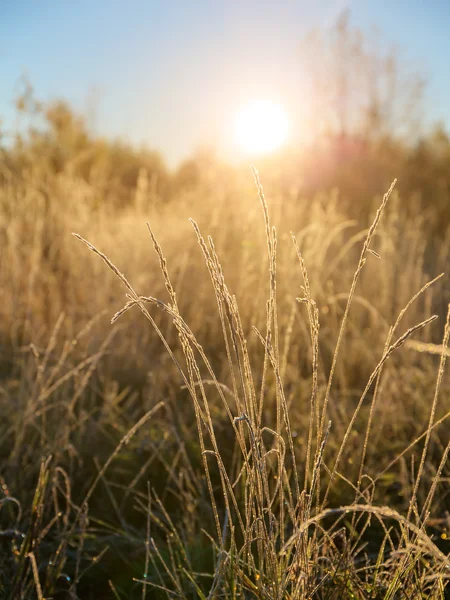 Grass in ochtend — Stockfoto