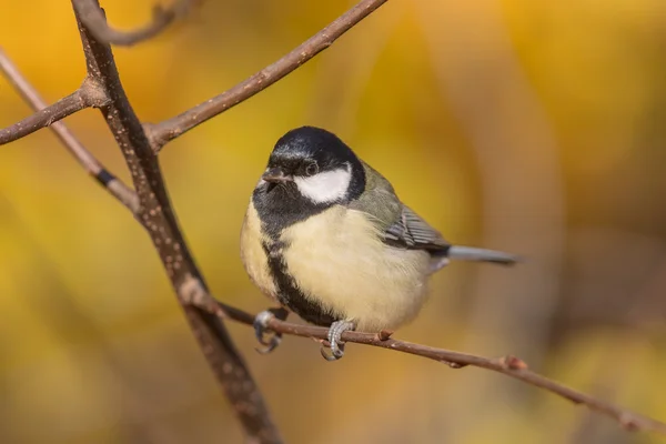 Titmouse on a branch closeup — Stock Photo, Image