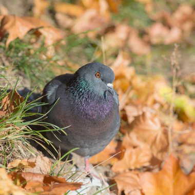 gri güvercin portre