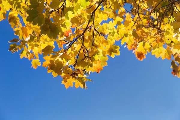 Golden autumn closeup — Stock Photo, Image