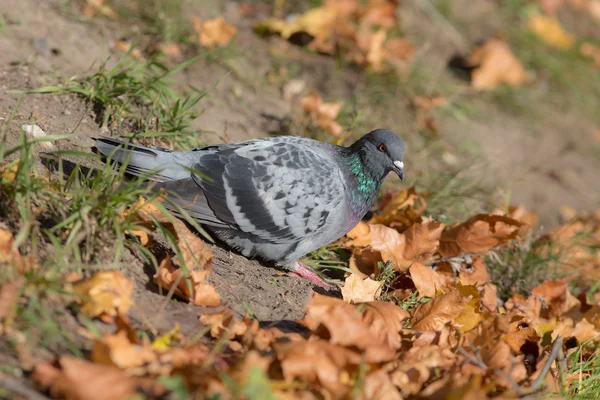 Grijze duif in de herfst — Stockfoto