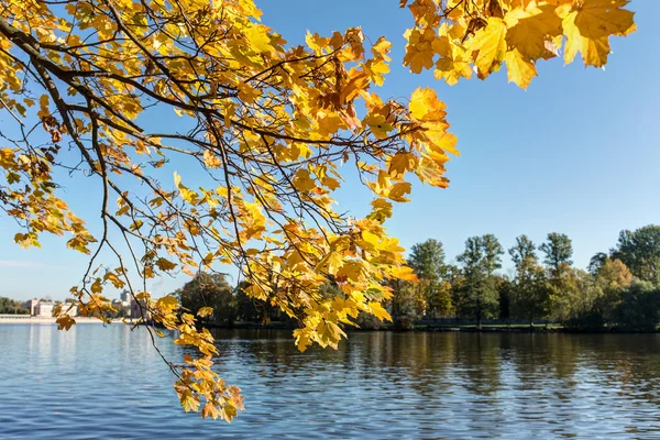 Гілка з жовтим листям над річкою — стокове фото