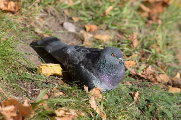 Taube liegt auf dem Gras — Stockfoto