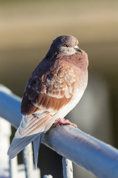 Portrait de pigeon brun — Photo