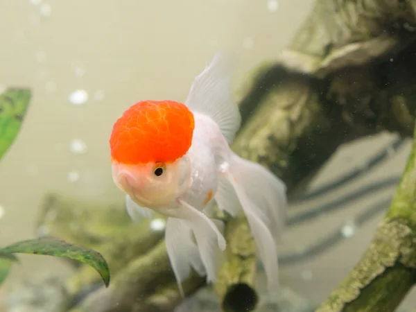 水の金魚 — ストック写真